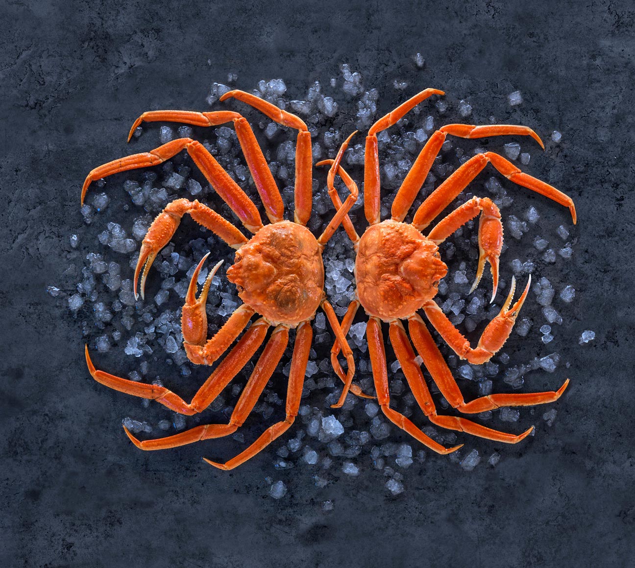 Norwegian snow crab