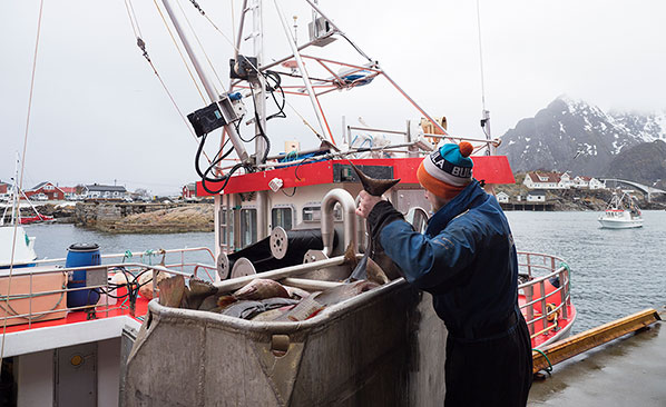 Asle Jorgensen offloading his catch